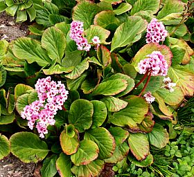 Bergenia crassifolia